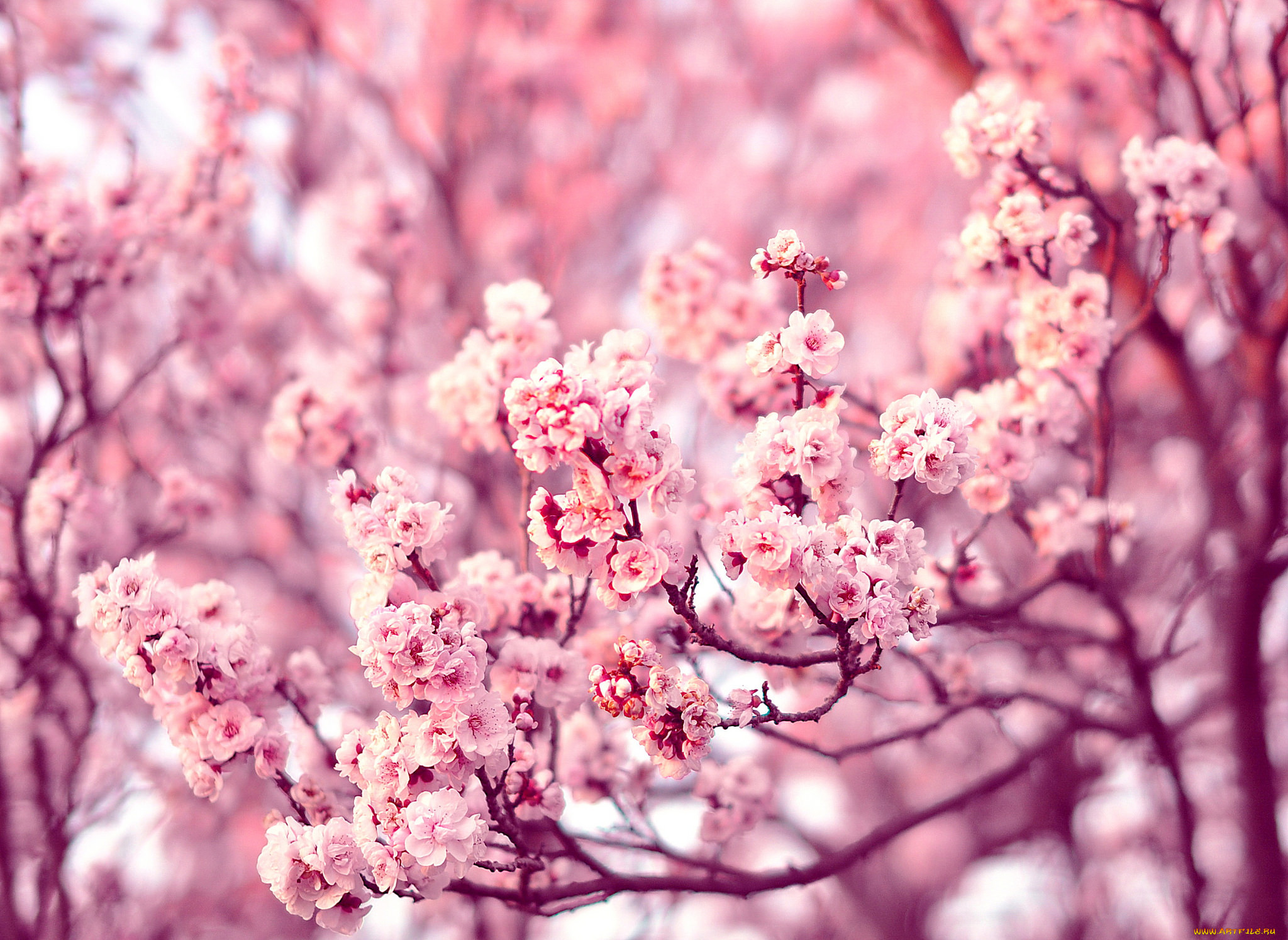 ,   ,  , branches, tree, , , flowers